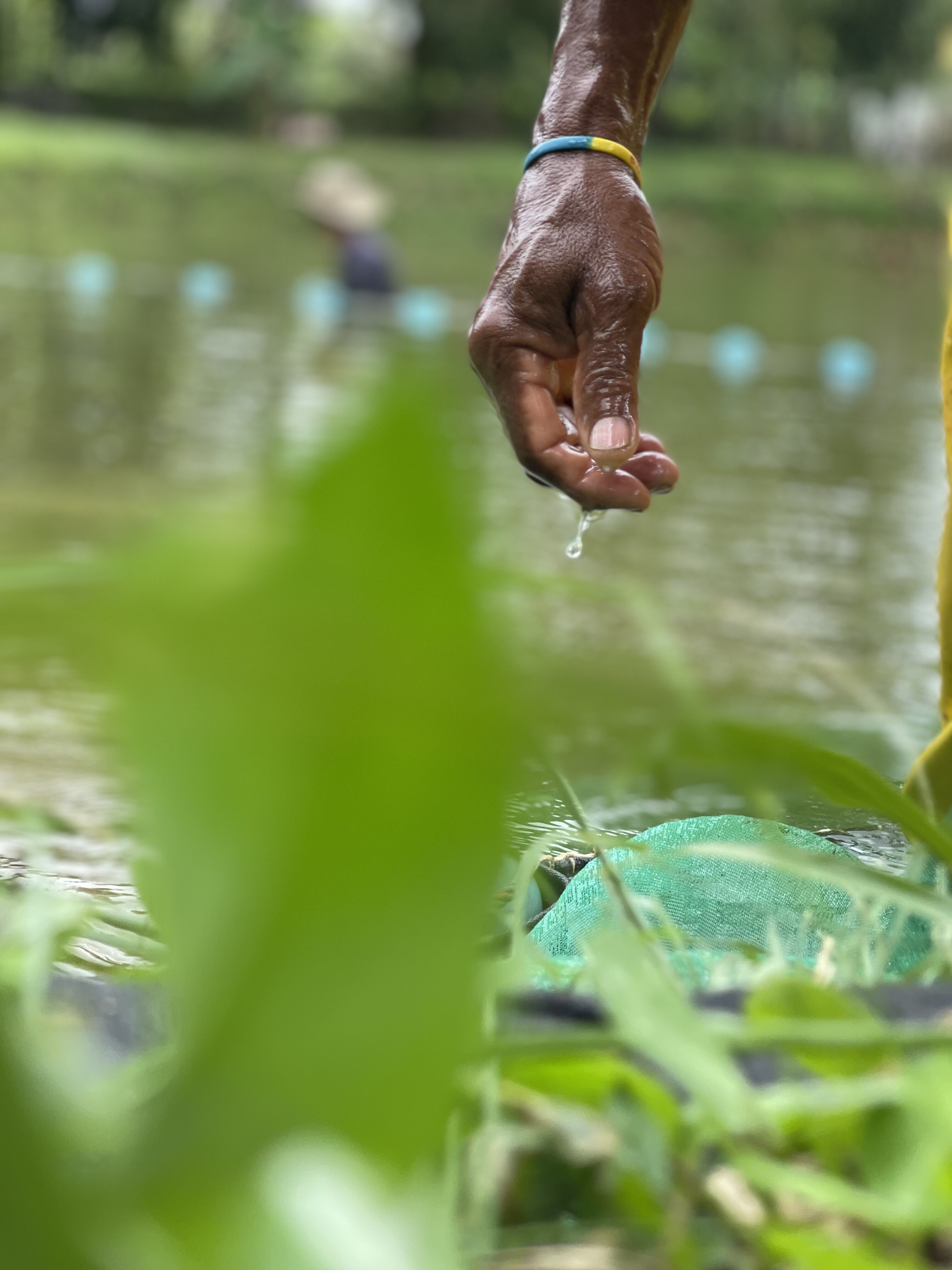 Equipo de Piscícola Agualinda trabajando en los estanques